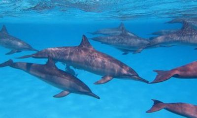 Dolphin House Snorkeling & Wild Dolphin Experience from Hurghada