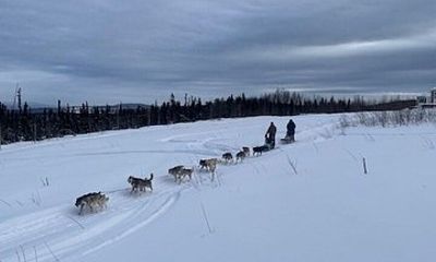 2-Hour Basic Dog Mushing School (with Transportation)