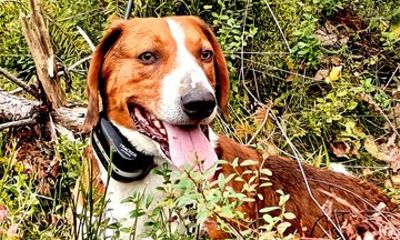 Lapland Forest Dog Tracking Tour with BBQ