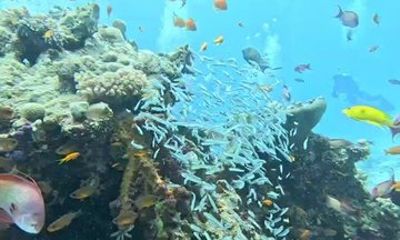 Hurghada Red Sea Diving and Snorkeling Day Trip