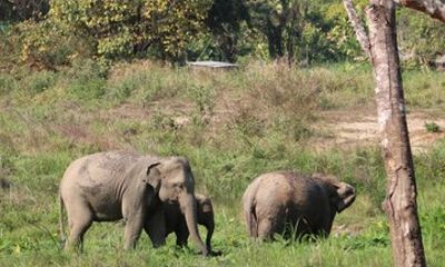 Chiang Mai Ethical Elephant Observation–Small Group, Max 9 Guests
