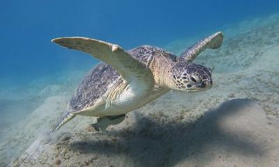 Hula Hula Island Boat Trip from Hurghada with Snorkeling