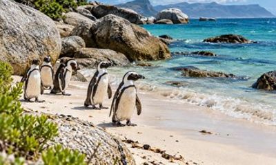 Cape Town Private Tour with a Personalised Itinerary