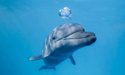 Dolphin Encounter in Cabo with Transportation Included