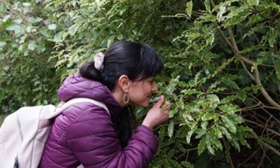 Small Group Tour of Forest Secrets Plant stories of Zealandia