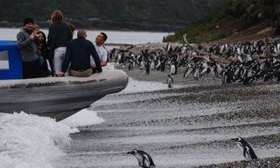 Responsible Penguin Watching from Puerto Almanza