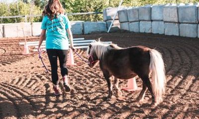 Equine Assisted Learning Experience at Fairytale Wellness