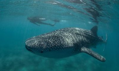 Whale Shark Adventures with a PhD Shark Biologist