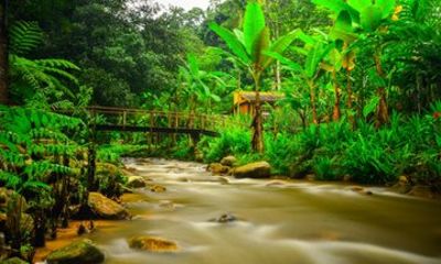 Chiang Mai Private Mae Kampong Village and Highland Day Tour