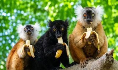 Nosy Be Day Trip Nosy Komba Lemur and Wildlife Tour