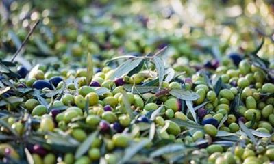 Peza Valley Olive Harvest Experience with Farmer's Home Lunch