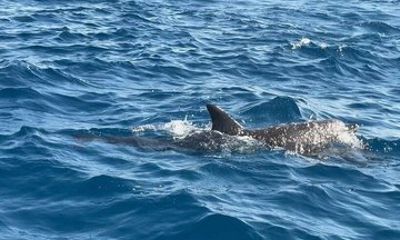 4 Hours Private Speed Boat To Dolphin House And White Island