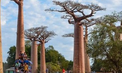 From Morondava Kirindy Forest and Sunset at Baobabs