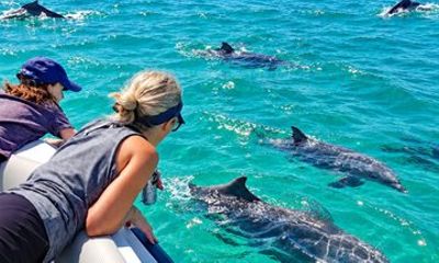Abu Dhabi Private Dolphin Watching and Island Escape