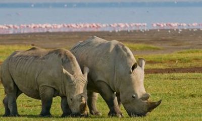 Day Trip to Lake Nakuru National Park and Boat Riding