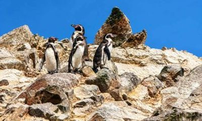 From Lima Private: Ocean Wildlife & Huacachina Desert Experience