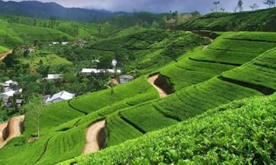 Sri Lanka Exclusive Heritage Wildlife and Hill Country Tour