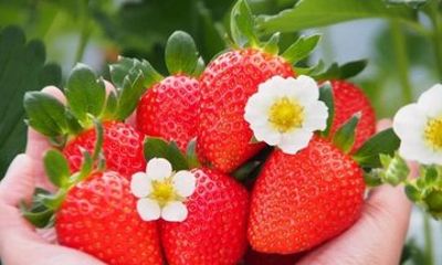Strawberry Picking and Yubara Onsen Tour