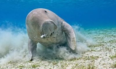 Coron Island Adventure Snorkeling Dugong Watching and More
