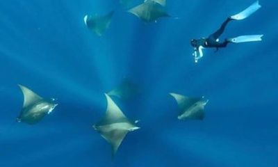 Nusa Penida Swim with Manta Rays Snorkeling and Island Day Trip