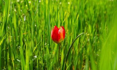 Crete Spring Wildflower and Orchid Tour