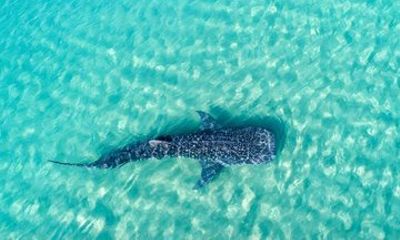 Snorkel with Whale Shark Reduced Group