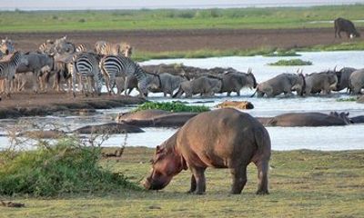 Six Day Tanzania Bush and Beach Express