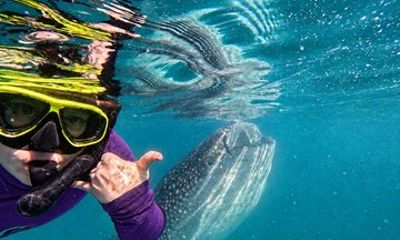 Private Whale Shark Snorkeling in La Paz