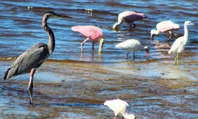 Everglades National Park Birding Boat Tour