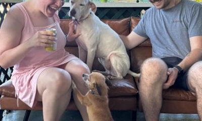 Rescue Dog Cafe Experience in Haleiwa