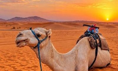 Agadir Souss Valley Camel Ride Adventure