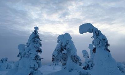 Small Group Riisitunturi Snowy Tree Hike and BBQ from Rovaniemi