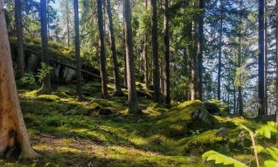 Forest Mind Nature Experience