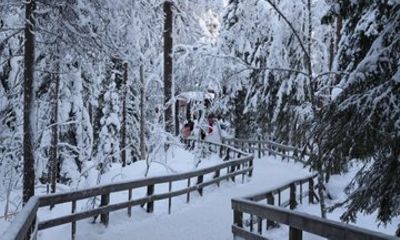 Rovaniemi Private Day Tour to Ranua Wildlife Park in Lapland