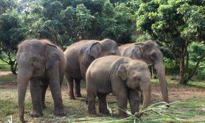 Premium Half-Day Ethical Elephant Care Experience Max 9 Guests