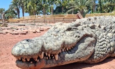 Agadir Goats on Trees and Crocoparc Tour with Hotel Transfers