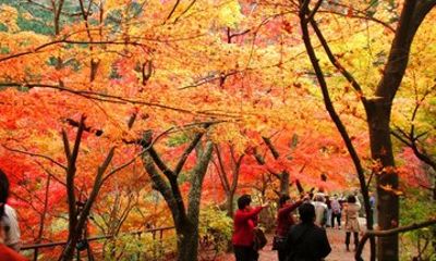 Nagi Art and Canyon Day Tour