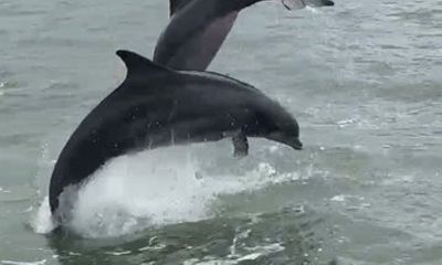 Island Dolphin Tours