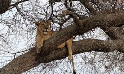 Tarangire National Park Day Safari from Arusha