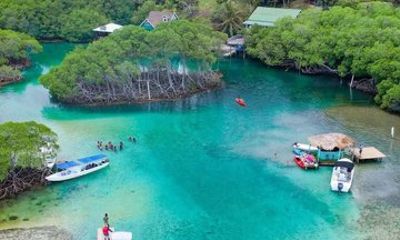 Roatan Mangrove Tunnel Water Taxy Tour