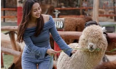 Cusco Alpaca Farm and Forest Walk and Andean Treats