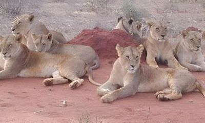 Full-Day Tsavo East National Park Safari from Diani Beach