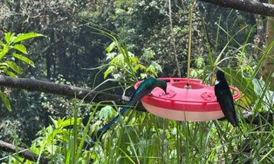 Hummingbird Trail and Hiking in Cocora from Salento