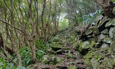 Serra do Topo to Fajã dos Vimes Guided Hike