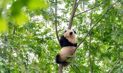 Chengdu Private Guided Tour: Giant Pandas, Temples & Old Streets