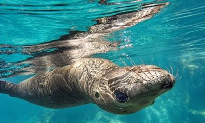 Espíritu Santo Island and Sea Lion Snorkeling Tour