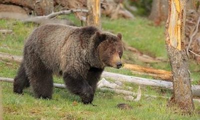 Yellowstone Custom Wildlife and Nature Tour