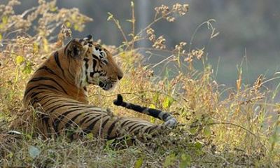 Kanha Tiger Reserve expedition from Jabalpur Airport