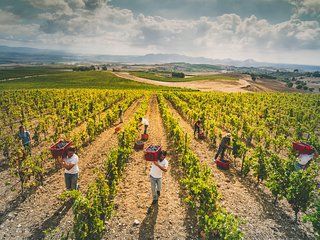 Visit and wine cellar tastings