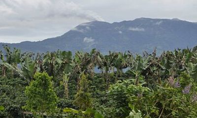Coffee and Organic Farm Walking Tour in Turrialba